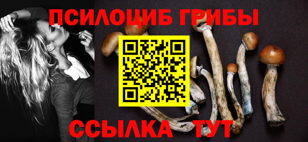 Псилоцибиновые грибы Psilocybe Волжск